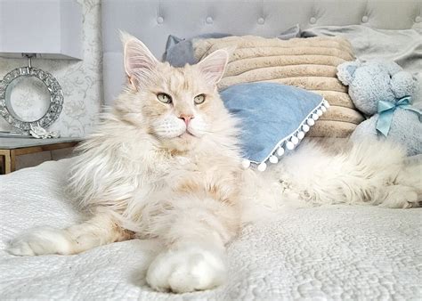 Meet ﻿lotus The Majestic 22 Pound Maine Coon Cat Who Is ‘everything