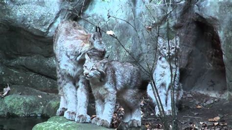 Minnesota Zoo Lynx Kittens Youtube