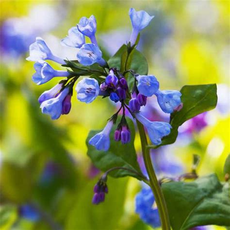 Discover The Beauty Of Virginia Bluebells A Guide To Growing And