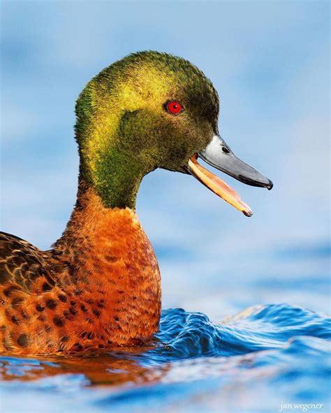 Chestnut Teal One Of The Prettier Ducks In Australia Janwegener