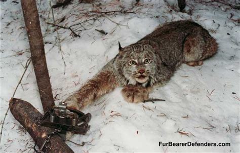 Types Of Traps The Fur Bearers Protecting Canadian Wildlife Since 1953