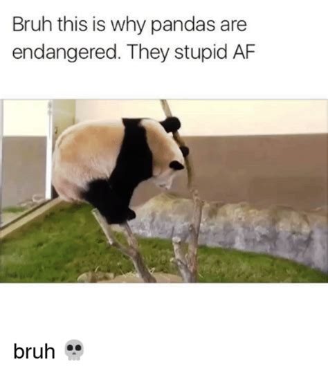 75 mad panda memes funny pictures