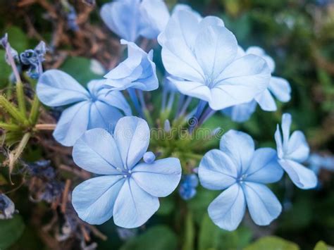 Light Blue Flowers Of Tiny Periwinkle Catharanthus Pusillus Stock