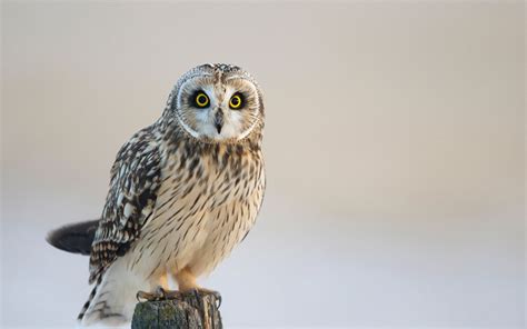 壁紙、フクロウ、鳥類、動物、ダウンロード、写真