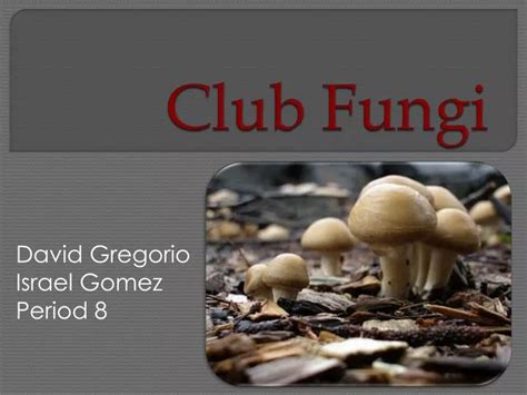 Ppt Club Fungi Powerpoint Presentation Free Download Id2108756