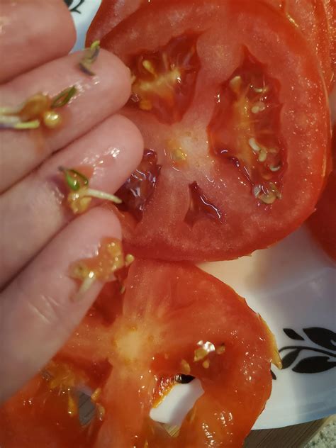 The Seeds Started Sprouting Inside This Ripe Tomato Rmildlyinteresting