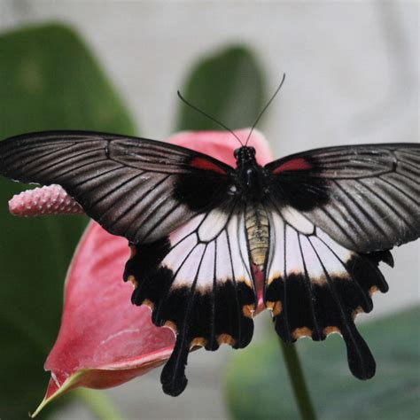 We did not find results for: Great Mormon Butterfly