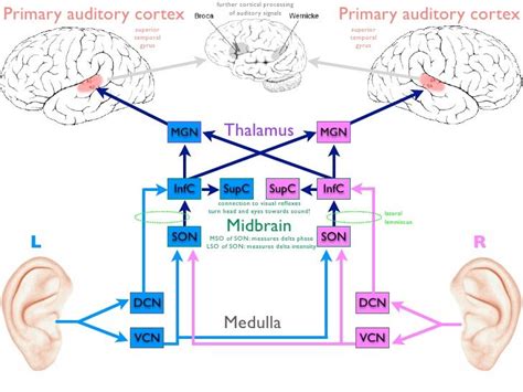 Overview Of The Auditory Pathway Study Notes Neuroscience Speech Path
