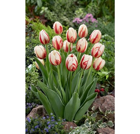 Tulipa ´carnaval De Rio´ Tulipán Bal 5 Ks 12
