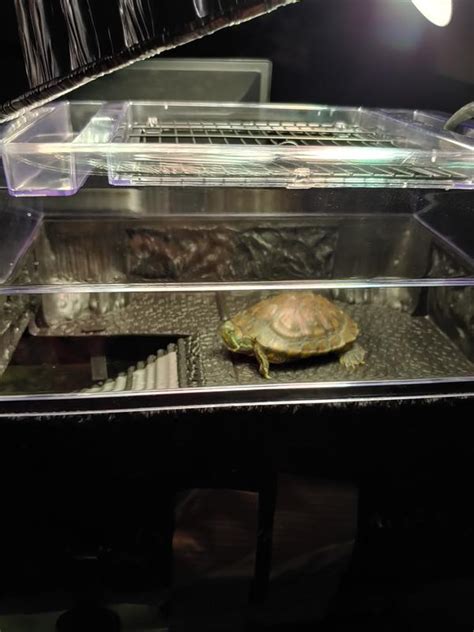 Penn Plax Turtle Topper Above Tank Basking Platform In Chewy Com