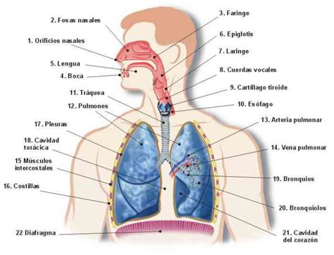Partes Del Sistema Respiratorio