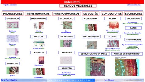 Tejidos Vegetales Web Itif Centrobiologia