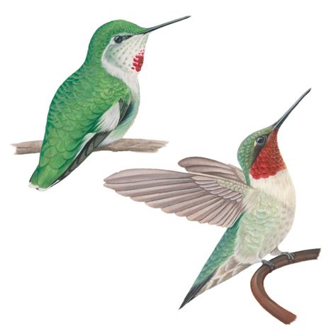 Allens Hummingbird Celebrate Urban Birds