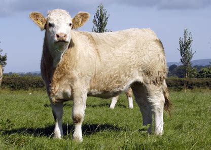 Gaviscon double action contains calcium carbonate and its unique formulation helps provide effective relief that is up to x2 longer than regular antacids*. EUNICE