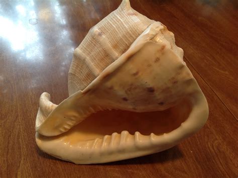 One Of The Largest Shells In Our Collection