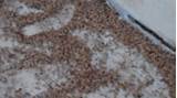 Termite Feces Pictures