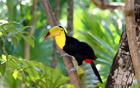 Tropical Birds Wallpapers Top Free Tropical Birds Backgrounds