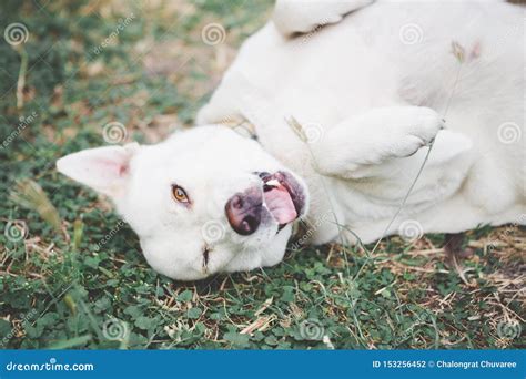 Cute White Dog Playing On The Grass Stock Photo Image Of Park Funny
