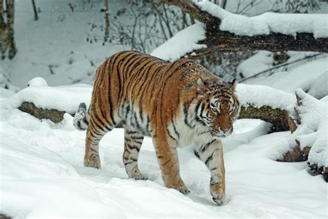 Tiger On Snow · Free Stock Photo