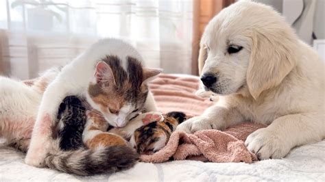 Golden Retriever Puppy Meets Mom Cat With Newborn Kittens For The First