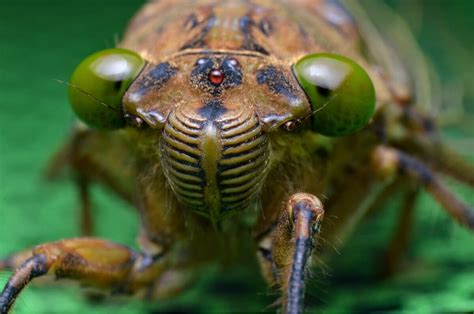 Why Do Cicadas Sing In The Summer My Animals