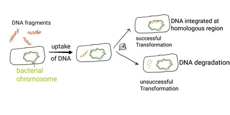 Transformation Of Genetic Recombination In Bacteria ~ Biotechfront
