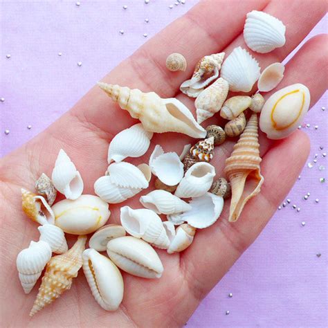 Natural Seashell Embellishments Mini Sea Shells For Nautical Decorat