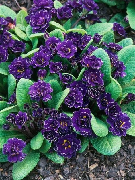 Geraniums are popular in cottage garden schemes and offer a long season of pollen and nectar for a number of pollinators, particularly bees. Shade plant, Primula, Gold Laced Group with Purple Flowers ...