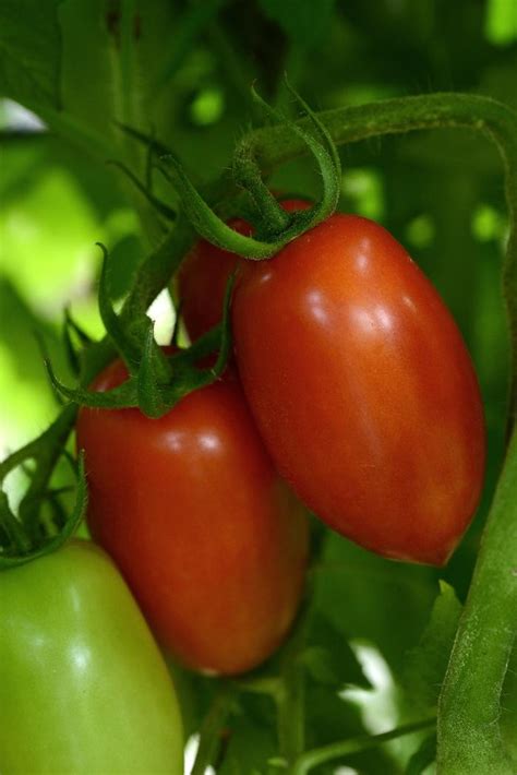 Solanum Lycopersicum Heirloom Marriage Marzinera Heirloom Marriage