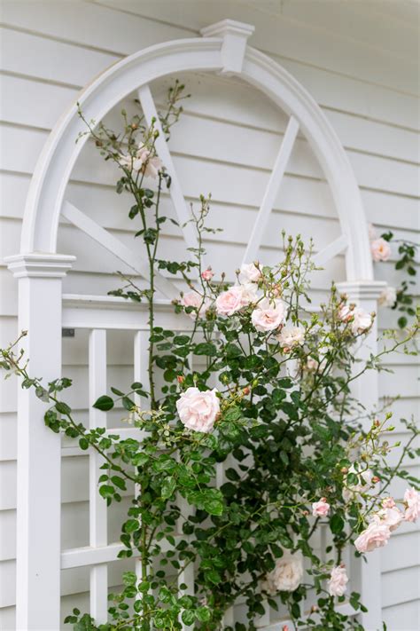 Climbing Rose Trellises In Our Backyard Design Darling