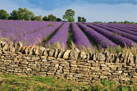 Britains Loveliest Lavender Fields Visitbritain