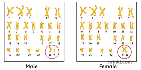 인간 핵형 남성 여성 비교 다이어그램 성 유전 유전자 젠더 과학 이차 Illustration Twinkl