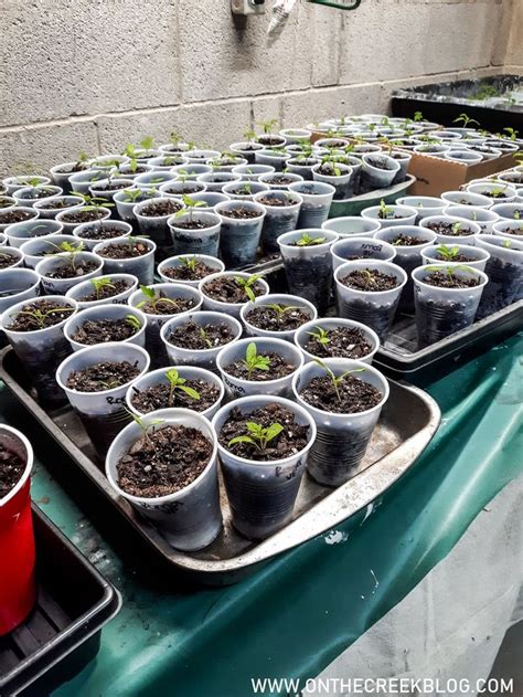 transplanting tomatoes into cups tomato seedlings tomato seed starting seed starting