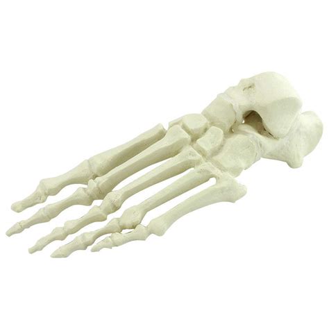 Buy Xyxz Anatomy Models Foot Model Human Foot Joint Anatomy