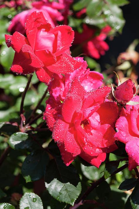 Juicy Knockout Roses Photograph By Suzanne Gaff Fine Art America