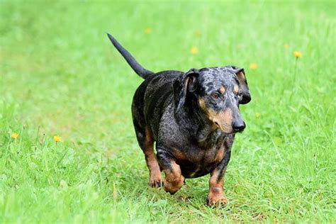 Standard Vs Miniature Dachshund Whats The Difference