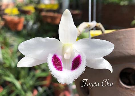 Hà nộicựu chủ tịch tổng công ty thép việt nam (vns) mai văn tinh im lặng việc hai nhóm tàu sân bay của mỹ và trung quốc xuất hiện cùng lúc trên biển đông được cho động thái răn đe lẫn nhau giữa hai cường quốc. Top 10 loại hoa lan đột biến 5 cánh trắng đẹp nhất 2020