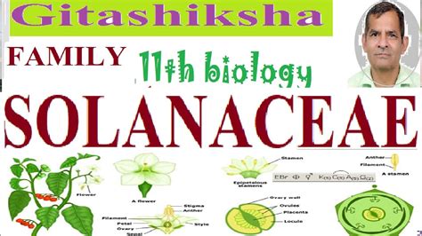 We did not find results for: 11th biology- Chapter 5-Family Solanaceae - YouTube