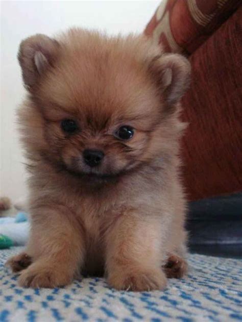 The 15 Most Fluffy And Cute Animals In The World Cute Baby Animals