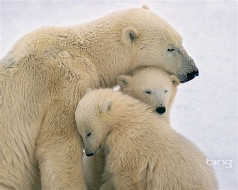Polar Bears Cuddling June 2013 Bing Wallpaper 1280x1024