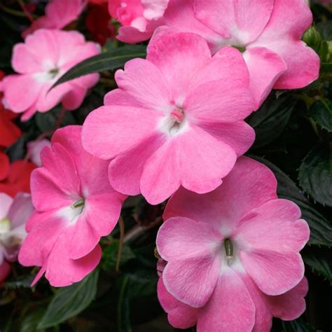 Impatiens Sunpatiens Vigorous Pretty Pink White Flower Farm