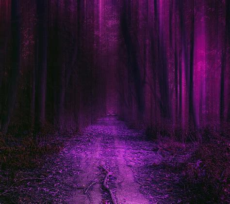 1920x1080px 1080p Free Download Purple Forest Forest Natural