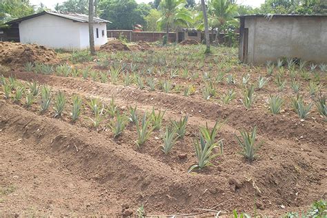 Pre And Post Harvest Techniques Of Pineapple Cultivation 2012