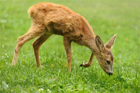 3285 Baby Deer Grass Summer Stock Photos Free And Royalty Free Stock