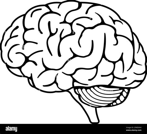 Ilustraci N Vectorial De Cerebro Humano Imagen Vector De Stock Alamy