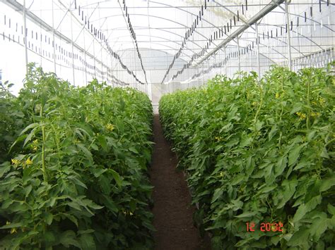 INVERNADEROS UNION: HISTORIA Y GENERALIDADES DEL TOMATE