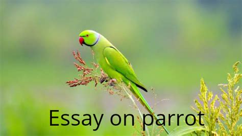 Animal cells are surrounded by a cell membrane and contain organelles that perform various functions required to depending on the type of the animal cell in question, some cellular components listed below may thanks for that information, it really helped me when l was preparing for my exams. Essay on Parrot in Marathi | आजच्या निबंधाचा विषय - पोपट!