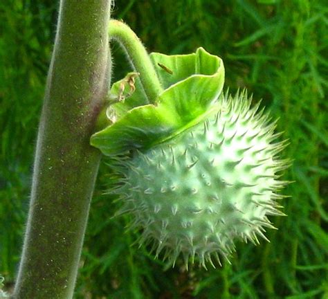 Thorn Apple Plant Towards A Healthy And Blissful Life