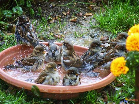 Vous y trouverez les meilleures pièces uniques ou personnalisées de nos boutiques. Moineaux au bain (avec images) | Nourriture oiseaux ...