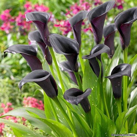 Odessa Calla Lily Blooms In A Rich Dark Almost Black Purple Yet